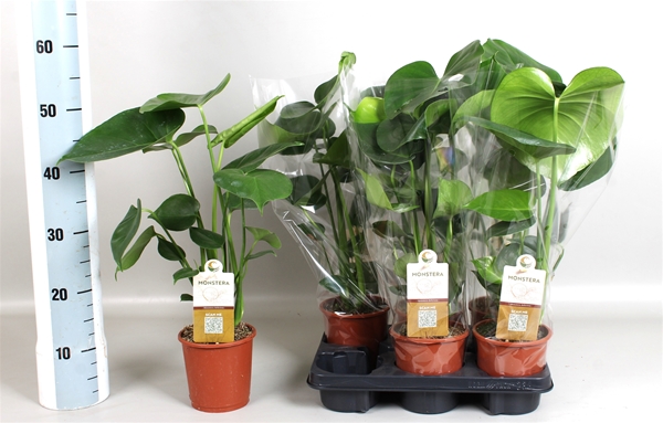 Monstera Deliciosa 