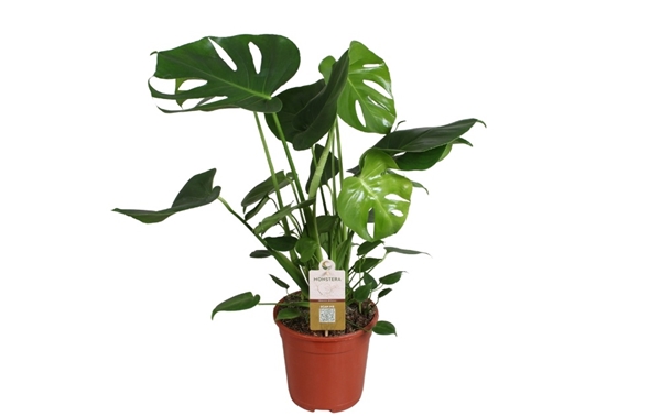 Monstera Deliciosa 