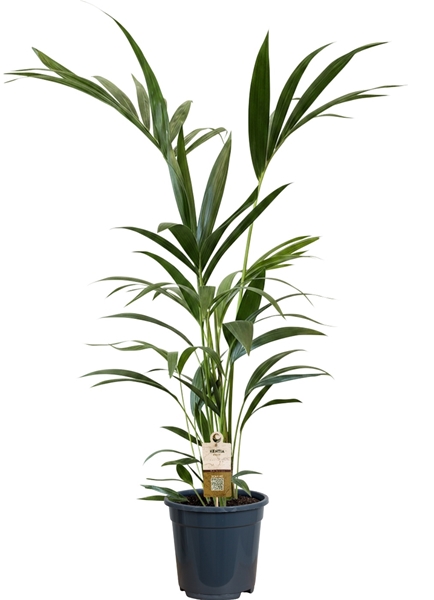Kentia Howea Forsteriana 5pp