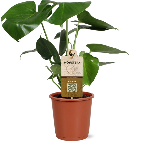 Monstera Deliciosa