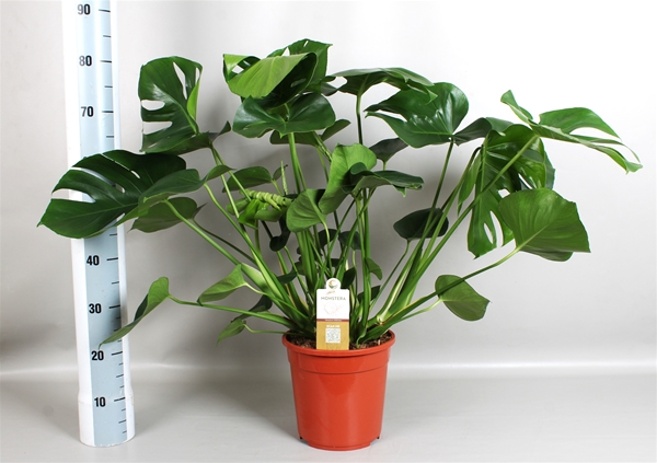 Monstera Deliciosa 