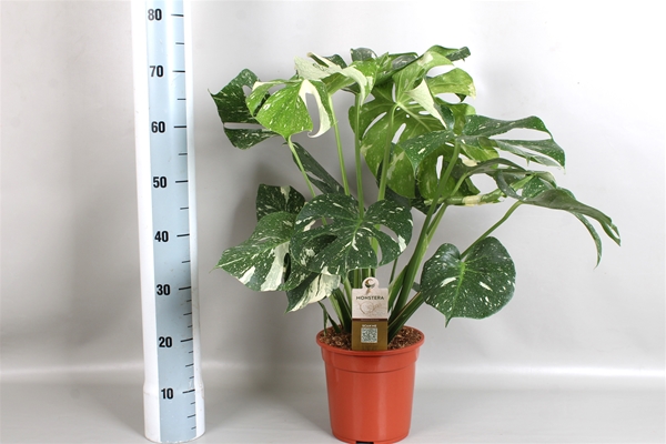Monstera Thai Constellation 