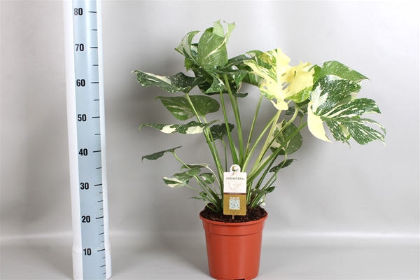 Monstera Variagata 