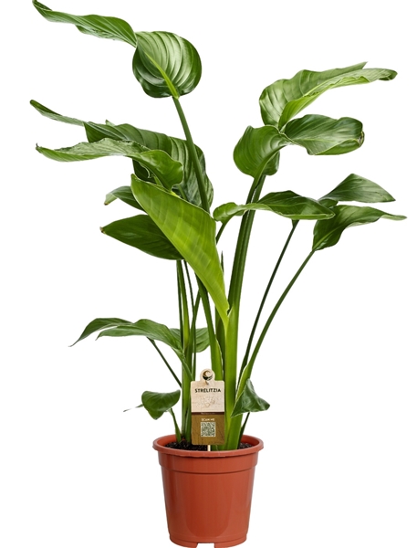 Strelitzia Nicolai 3 stek 80-90cm