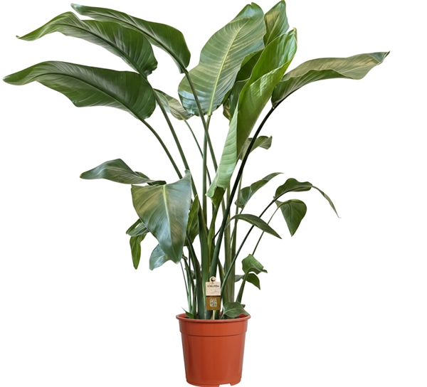 Strelitzia Nicolai 4pp