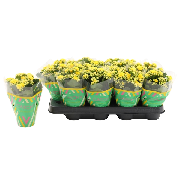 Kalanchoe Calandiva Gelb