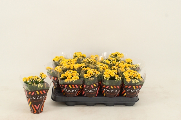 Kalanchoe Calandiva Gelb