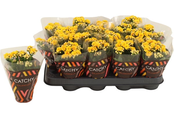 Kalanchoe Calandiva Gelb