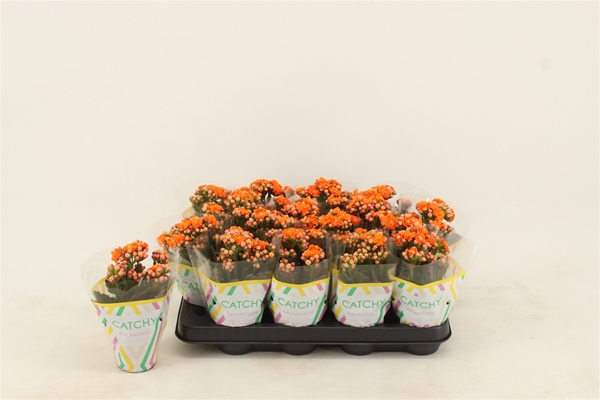 Kalanchoe Calandiva Orange