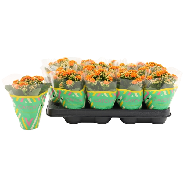 Kalanchoe Calandiva Orange
