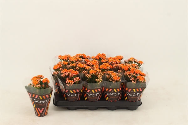 Kalanchoe Calandiva Orange