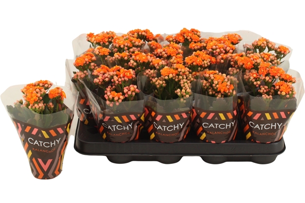Kalanchoe Calandiva Orange