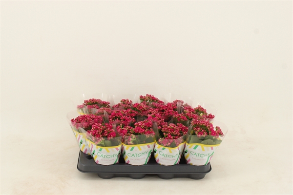 Kalanchoe Calandiva Violet
