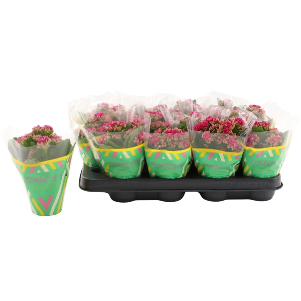 Kalanchoe Calandiva Violet
