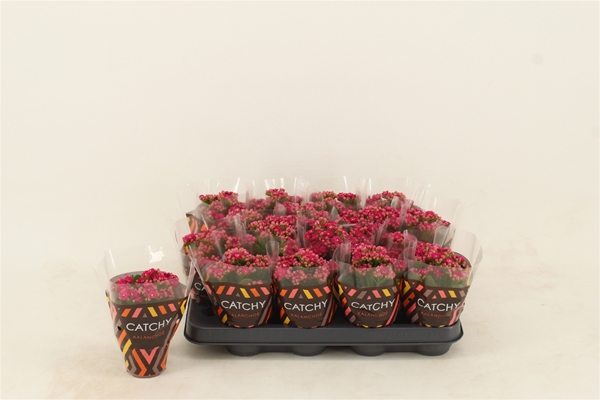 Kalanchoe Calandiva Violet