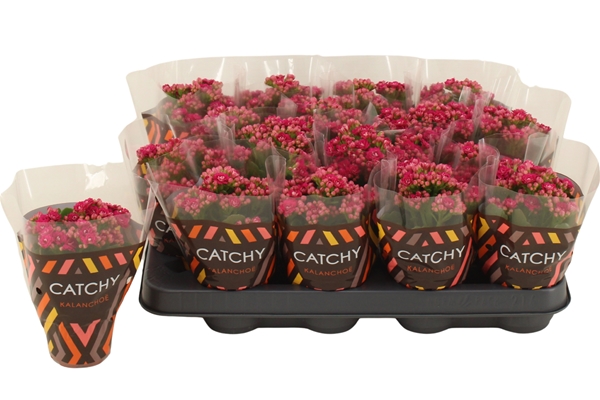 Kalanchoe Calandiva Violet