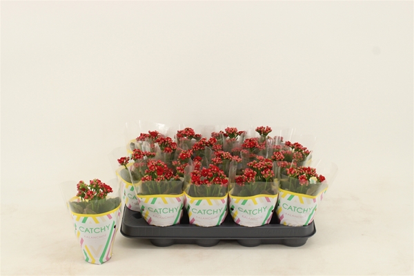 Kalanchoe Calandiva Rot