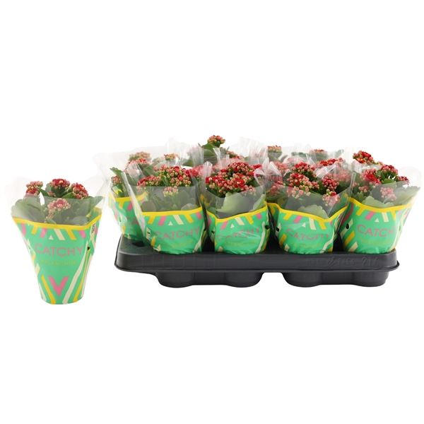 Kalanchoe Calandiva Rot