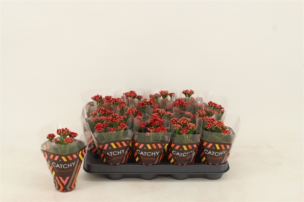 Kalanchoe Calandiva Rot