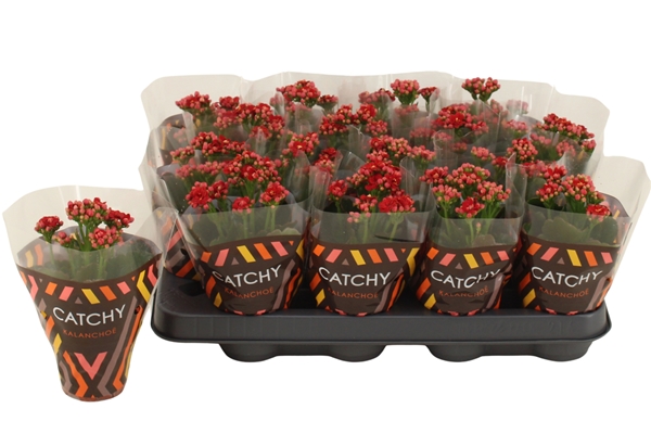 Kalanchoe Calandiva Rot