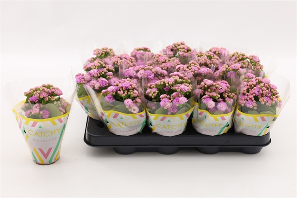 Kalanchoe Calandiva Rosa