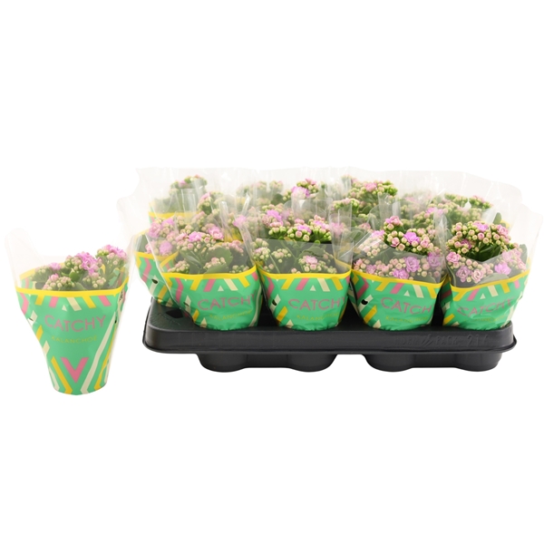 Kalanchoe Calandiva Rosa