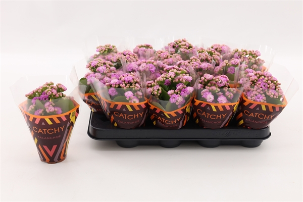 Kalanchoe Calandiva Rosa