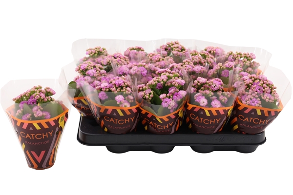 Kalanchoe Calandiva Rosa