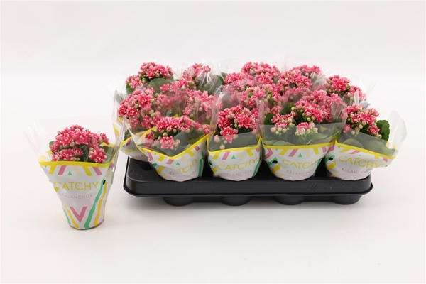 Kalanchoe Calandiva Weaver