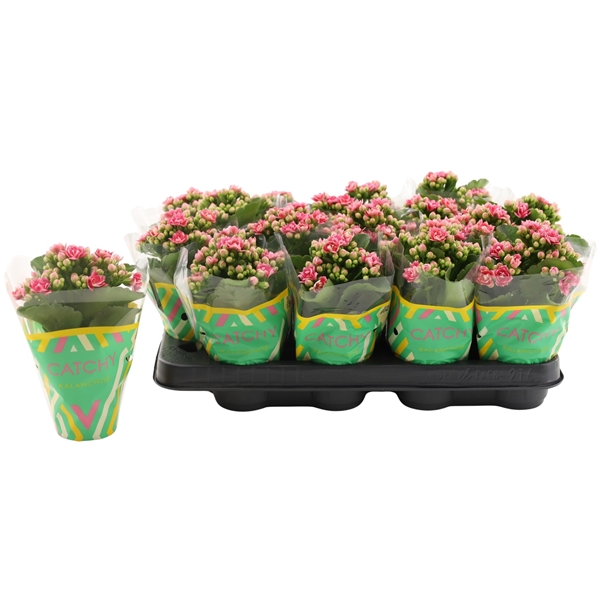 Kalanchoe Calandiva Weaver