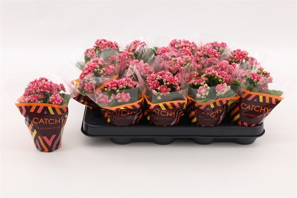 Kalanchoe Calandiva Weaver
