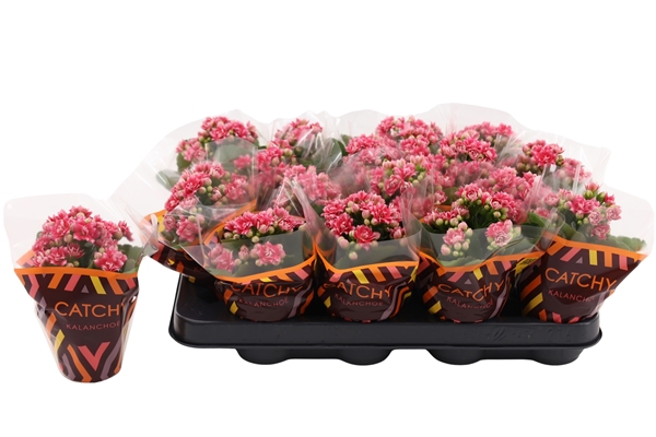 Kalanchoe Calandiva Weaver
