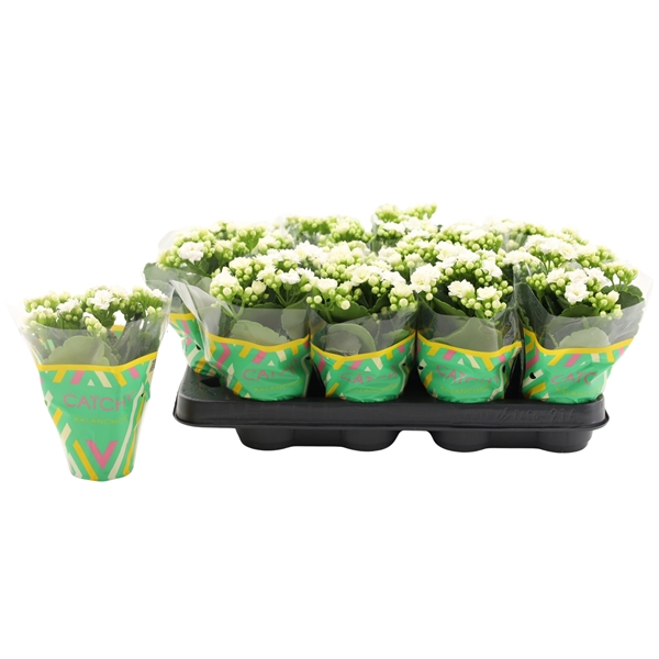 Kalanchoe Calandiva Weiss