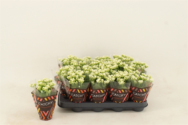 Kalanchoe Calandiva Weiss