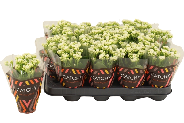Kalanchoe Calandiva Weiss