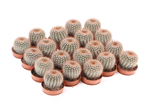 Notocactus Schlosseri