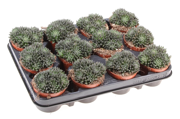 Sinocrassula Yunnanensis