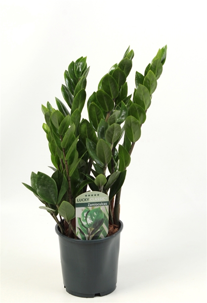Zamioculcas Zamiifolia 6+