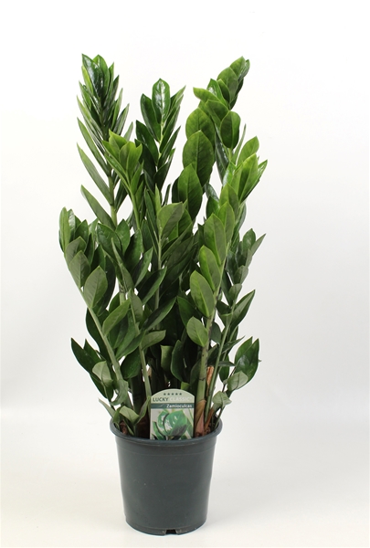 Zamioculcas Zamiifolia 7+