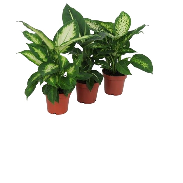 Dieffenbachia Mix