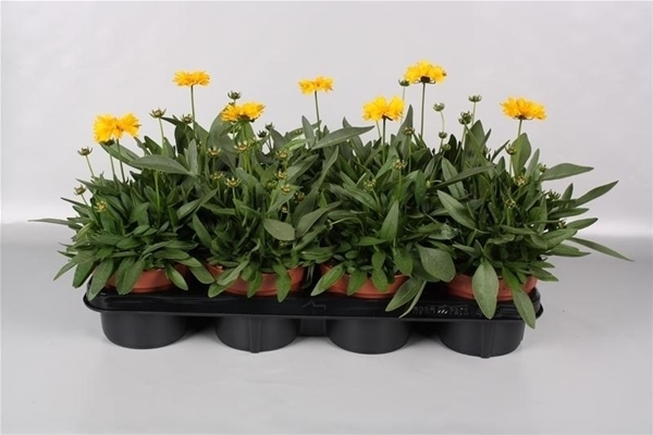 Coreopsis grandiflora Presto