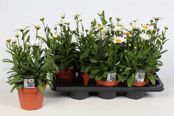 Leucanthemum Superbum Snow Lady