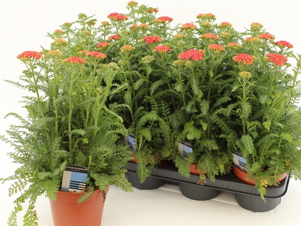 Achillea Millefolium