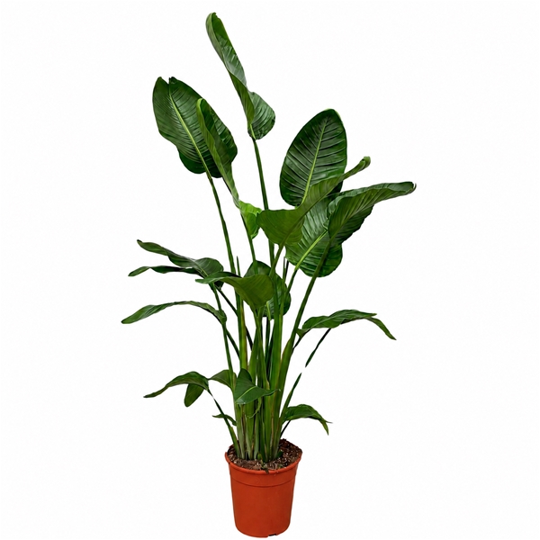 Strelitzia Nicolai 5pp