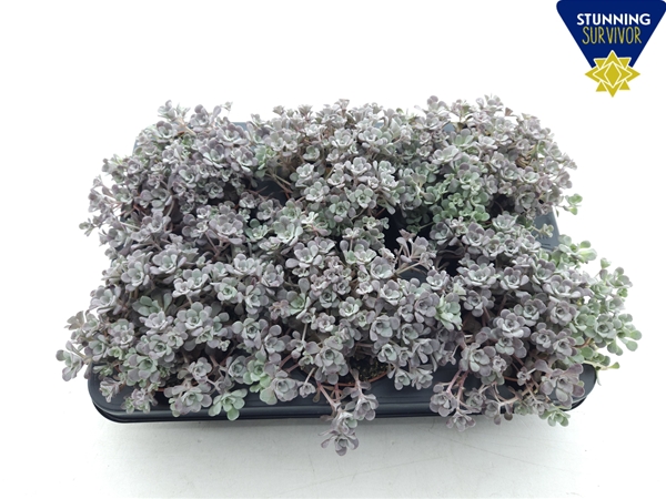 Sedum Spathulifolium Purpureum XL