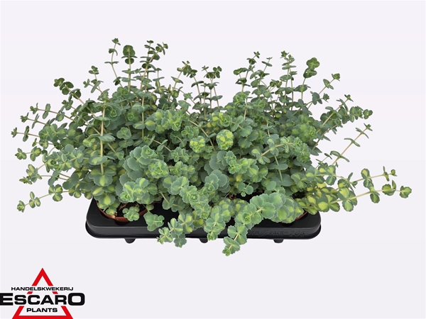 Sedum Sieboldii Mediovariegatum XL