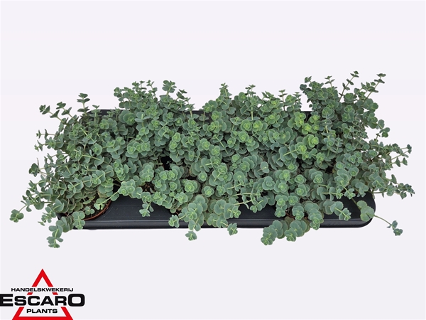 Sedum Sieboldii XL