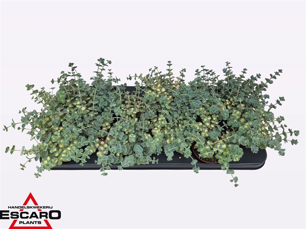 Sedum Sieboldii Mediovariegatum XL