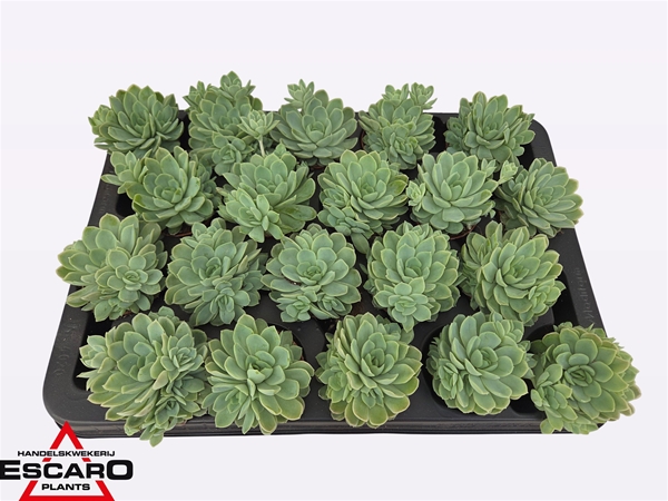 Echeveria Elegans XL
