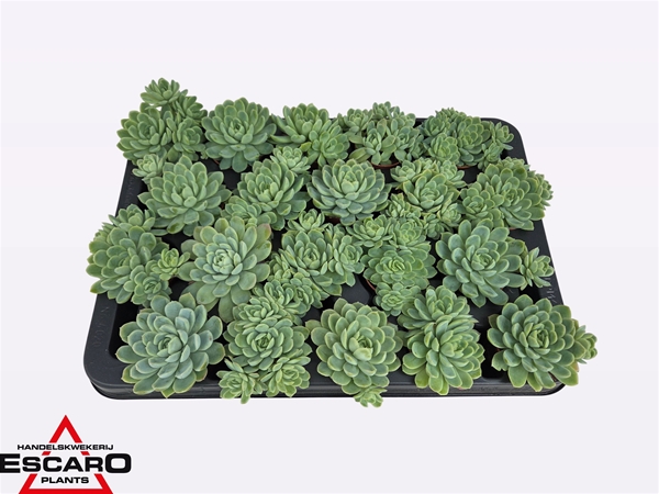 Echeveria Elegans XL